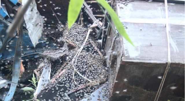 蜂箱侧翻200万只蜜蜂堵国道 损失42万蛰死3只狗