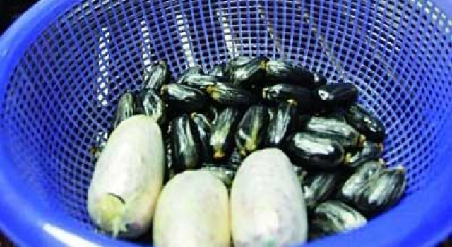 武汉一毒贩体内藏5000余颗麻果 吃饱排出60余枚毒蛋