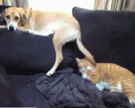 ����һ���ȳ��ĳ�������