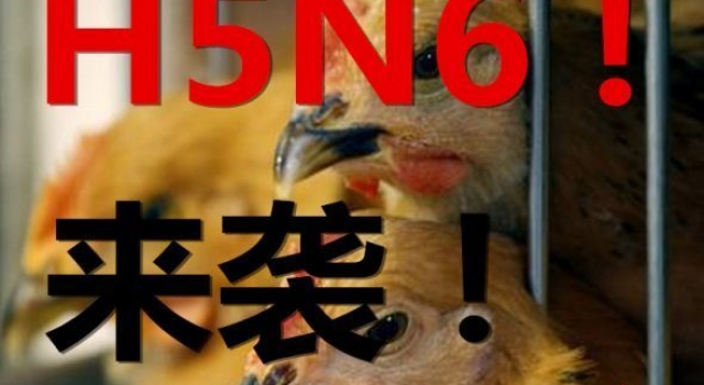深圳h5n6禽流感爆发一人死亡 避免接触活禽