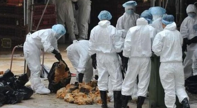 h7n9禽流感传播途径 h7n9禽流感知识早知道早预防