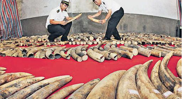 朋友圈倒卖象牙:涉案价值达百万 竟是跨境交易