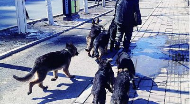 吉林男子当街一条束犬链遛8条烈犬 市限犬办:该受罚