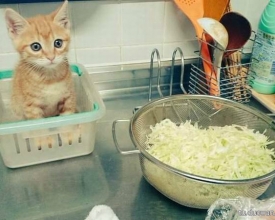 ��֪��С�������ڳ������������ˣ����