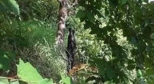 四川公路局长吊死树上:尸体发异味 死因不明似自杀