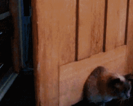 ��ЦGIF С�����ı���