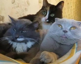 �����˵ć��� ��ʺ�ٲ����ٷ�����������