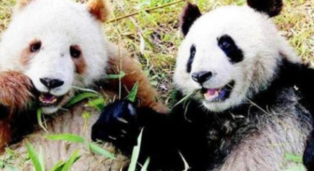全球首例白色大熊猫 熬夜与不熬夜的熊猫 你爱哪个
