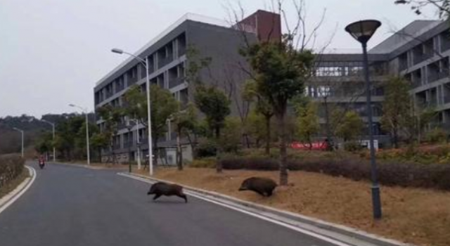 野猪误入南京地铁 野猪也要乘地铁?南大学生有点眼熟