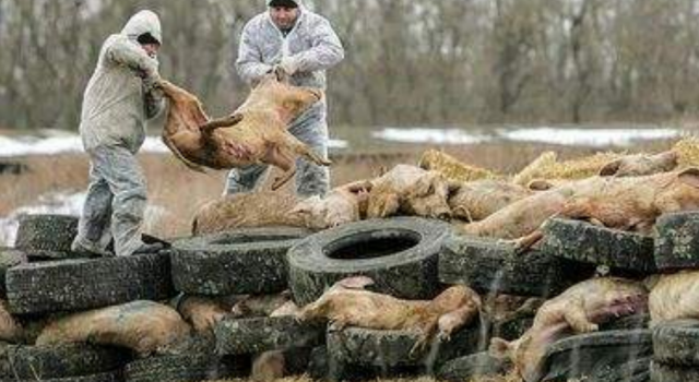 韩国发生首例非洲猪瘟疫情 宰杀近万头猪 加强防疫应对