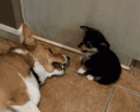 �������ȳ����� ˧��һ��