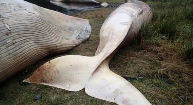 吓死宝宝了!337头鲸集体自杀 人为还是全体搁浅致死