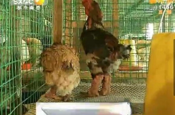 陕西惊现罕见鸡 越南大粗腿公鸡身价上万