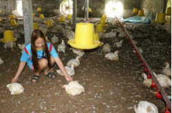 ̩��ֱ������������2385ֻ�� ��ʧ���ػ���5.1��Ԫ