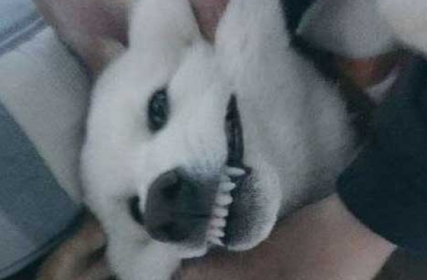 有一种狗 叫别人家的狗