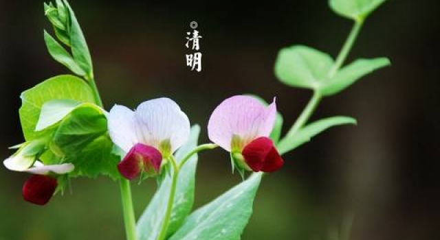 2016年清明节诗歌鉴赏 以诗会友共度清明佳节