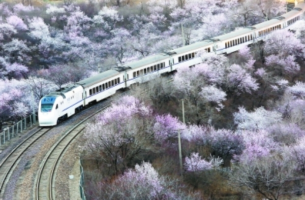 发烧友为拍花海逼停列车 网友：一到春天 全世界都成“花痴”了