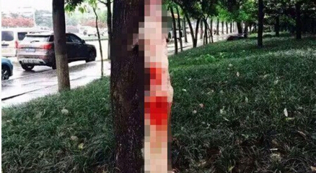 和小主人一起长大的柯基走丢 2小时后发现被剥皮挂树上