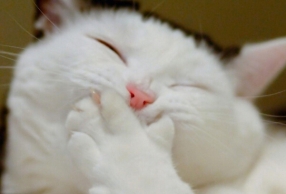 ����è���������� ����С����һö