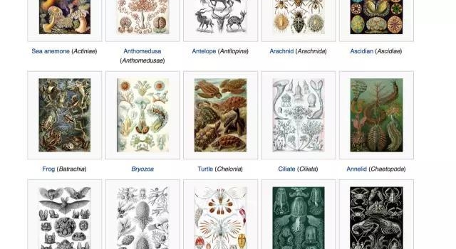 科学也可以很艺术 一妹纸设计出吊炸天的科学博客