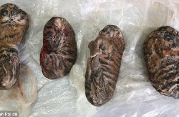 越南走私犯600元出售4只冷冻幼虎 以便制成虎胶被抓