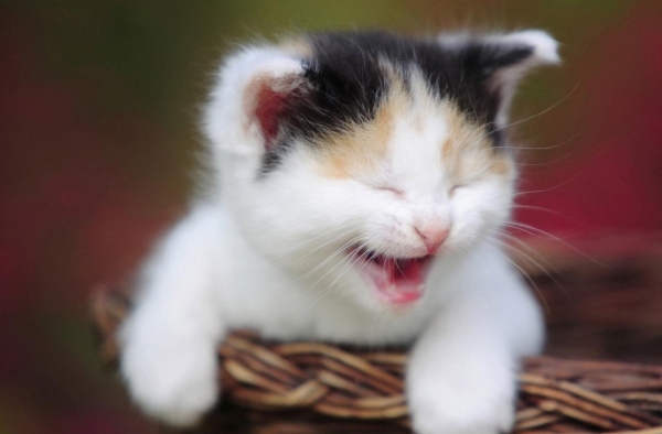 图述：一只猫咪的故事