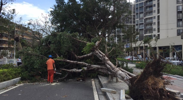 北京突然刮起一阵强风 日坛路十余木瞬间倾倒