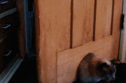 ЦGIF Сı