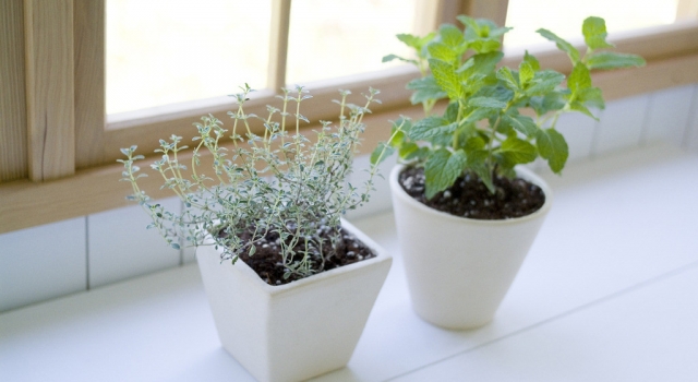 家居绿色植物大全 快给你家添上一抹绿