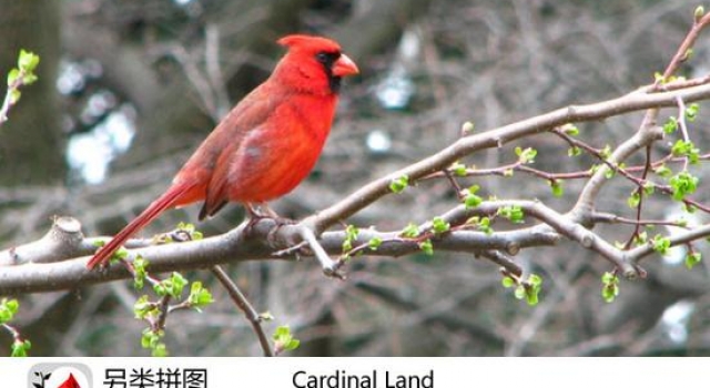 另类拼图游戏《Cardinal Land》详细介绍