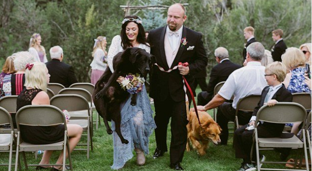 拉布拉多犬临终参加主人婚礼 过于虚弱伴娘抱着走过道