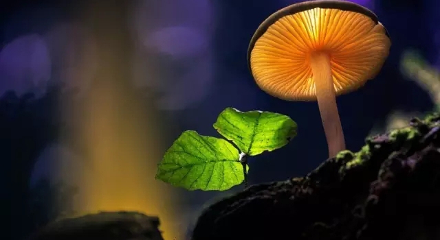 捕捉小蘑菇的惊人质感 欣赏童话般的摄影作品