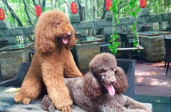 内有萌犬 小心这些贵宾犬萌瞎双眼