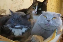 ˵ć ʺٲٷ