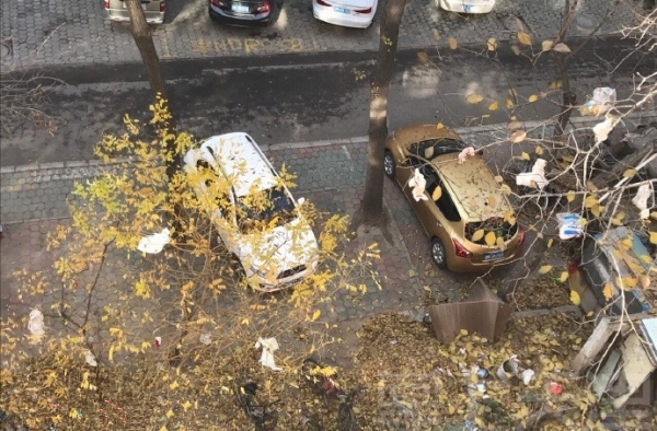 老太揭露小区高空抛物乱象 避孕套卫生巾满枝挂