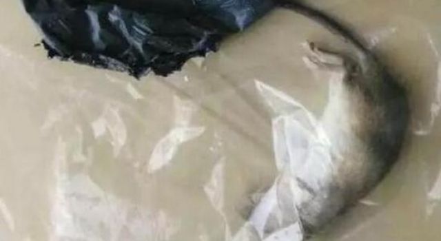 女子双11花628元买羽绒服 打开包裹竟掉下活老鼠