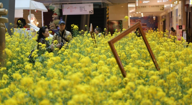 商场搬进3000平米油菜花 一边逛街一边赏春