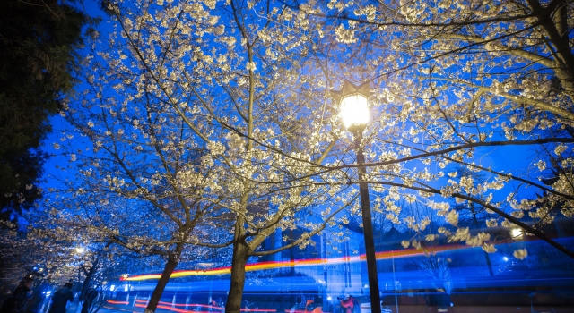 夜樱景色更别致 南京鸡鸣寺路迎来最美樱花季