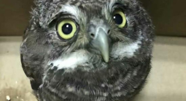 小学生捡猫头鹰送派出所附上介绍信 暖心举动获赞无数