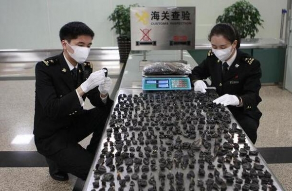 泡面桶竟藏有四条剧毒蛇 厦门海关依法查处