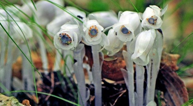 四川发现冥界之花水晶兰 这花真的能起死回生？