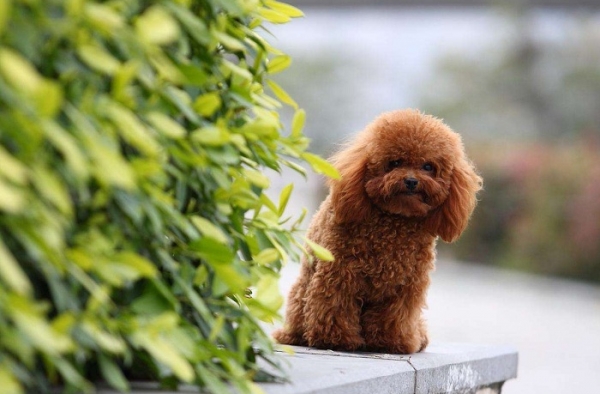 司机驾车撞死爱犬 犬主人：向它鞠躬道歉才行！