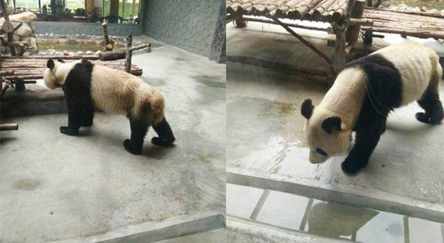 动物园大熊猫瘦得皮包骨怎么回事？园方：牙疼吃不下啊