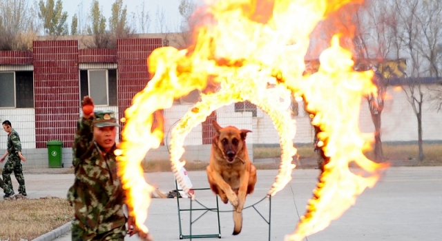 实拍武警警犬“马龙”训练 训练场上步伐矫健