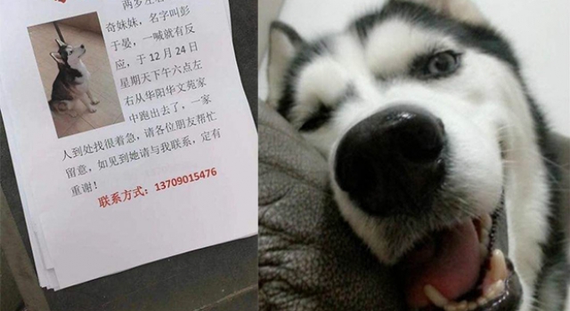 贴启事寻找彭于晏 二哈“彭于晏”：我不要面子的啊