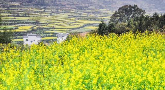 婺源油菜花什么时候开？2018婺源油菜花赏花全攻略