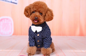 小泰迪80套衣服换着穿 主人：我想今年带狗看世界