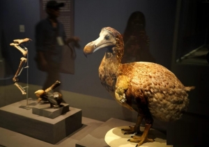 ��Ӣ��Ȼʷ��Ʒ��̨չ�� ������ƷӦ�о���