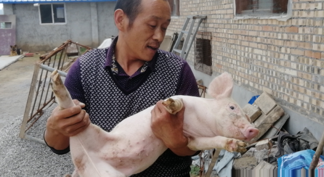 贫困户发养猪视频成“网红” 带领全村脱贫致富