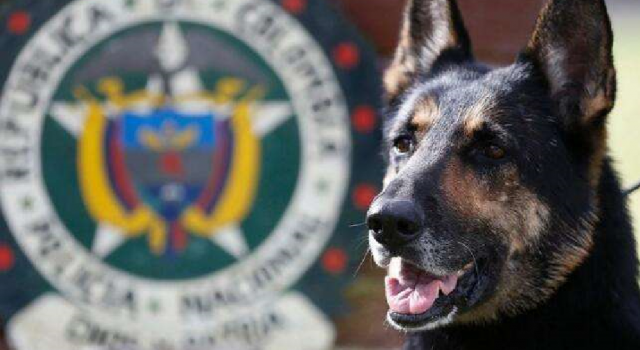 贩毒集团悬赏警犬 悬赏额48万人民币,其曾查获10吨毒品